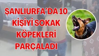 Şanlıurfa'da Vahşi Köpek Saldırısında 10 Kişi Yaralandı, Korku Dolu Anlar Yaşandı!